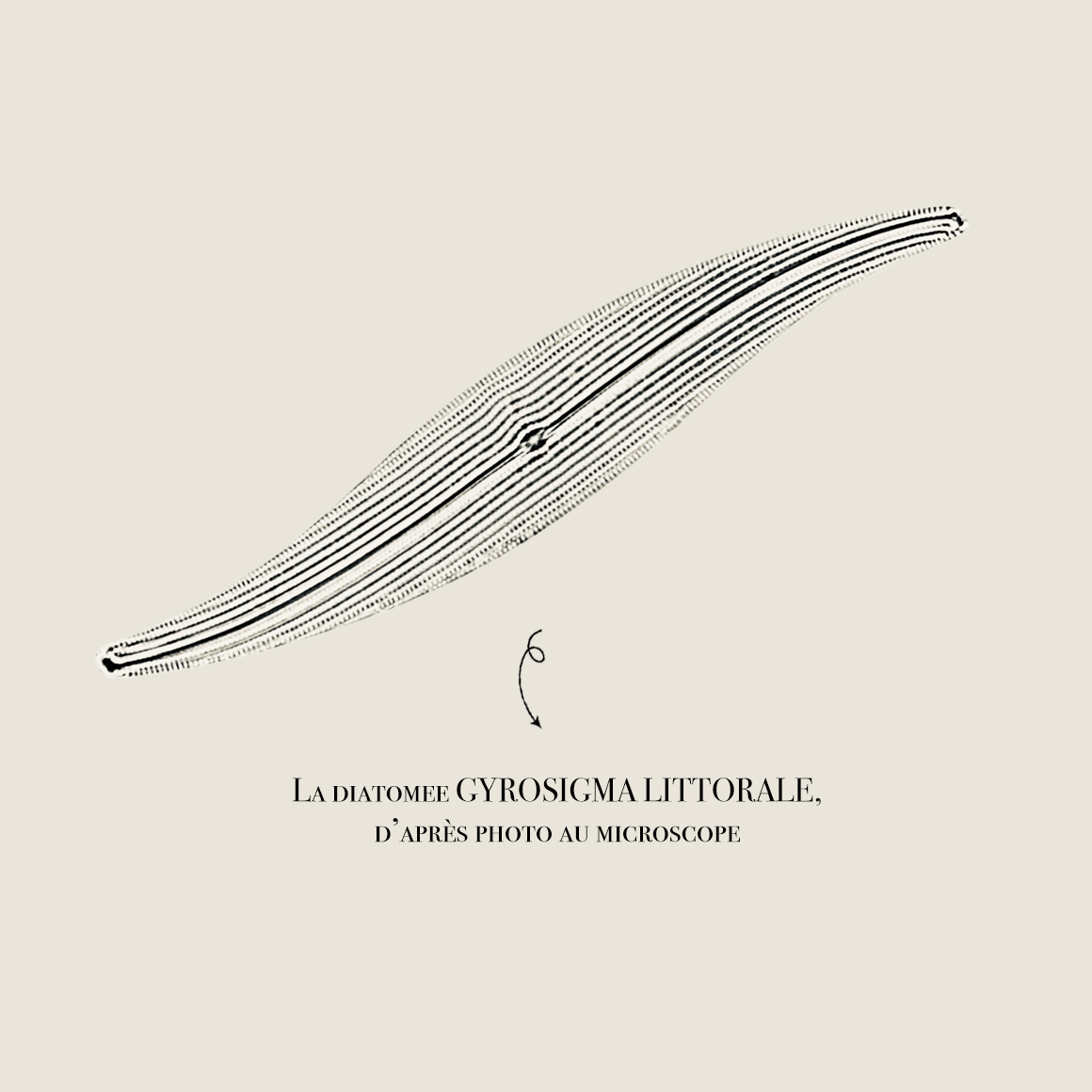 Boucles “Littoral”, Argent Plaqué Or