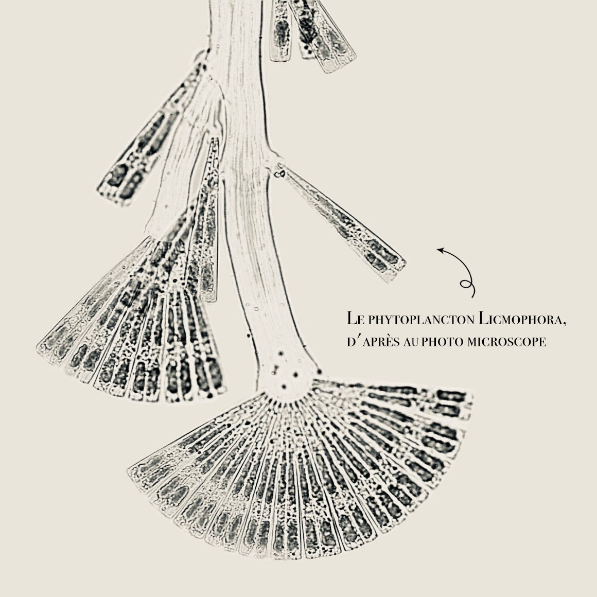 Boucles “Licmophora”, Argent Plaqué Or