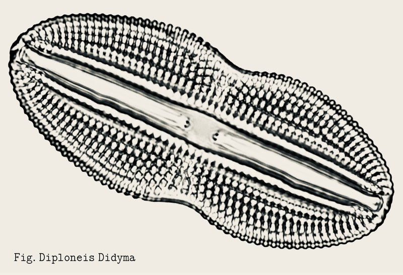 Collier Diploneis Plaqué Or
