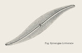 Sautoir plancton Littoral Argent