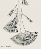 Boucles d'oreilles Licmophora Plaqué Or